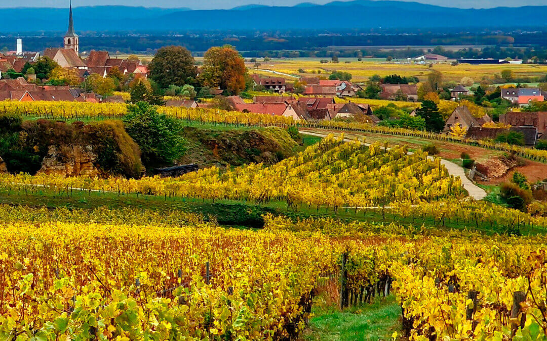 IN 2023 LET’S CELEBRATRE THE 7Oth ANNIVERSARY OF THE ALSACE WINE ROUTE!